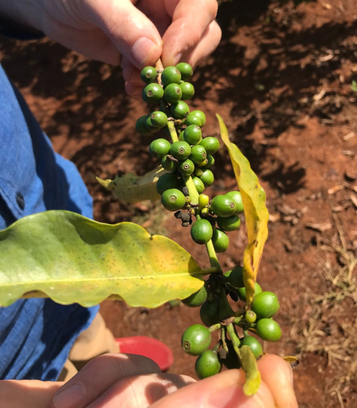 Découvrez notre café bio du Brésil, Mexique par des producteurs locaux