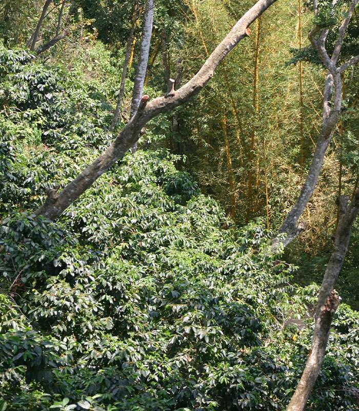 Découvrez notre café bio décaféiné du Pérou