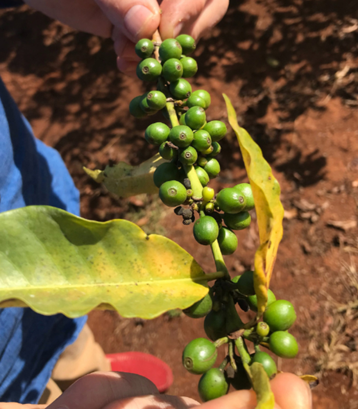 Des cafés 100% naturels