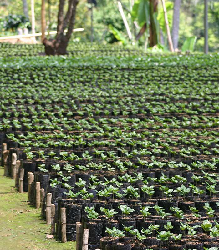 Des cafés 100% naturels