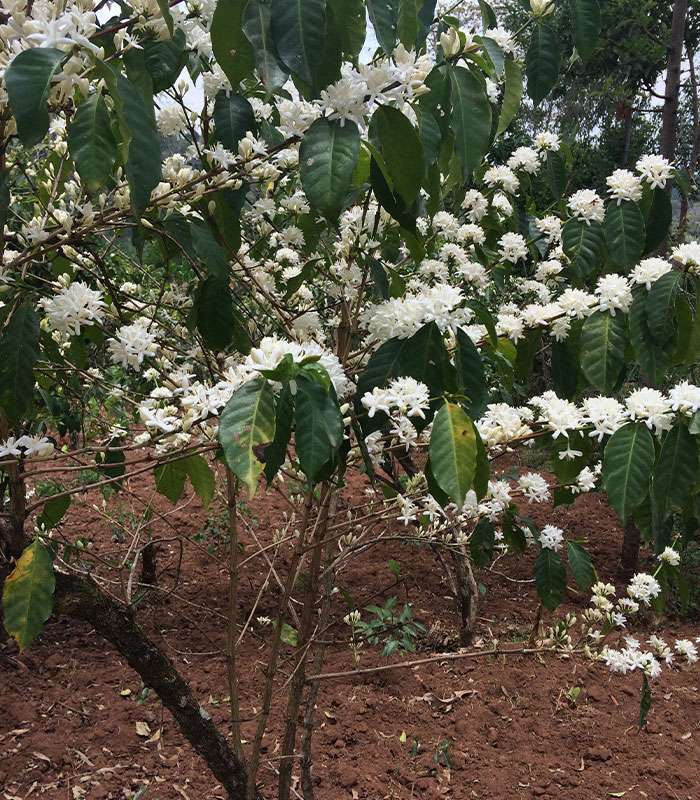 Découvrez notre café bio du Pérou 100% naturels