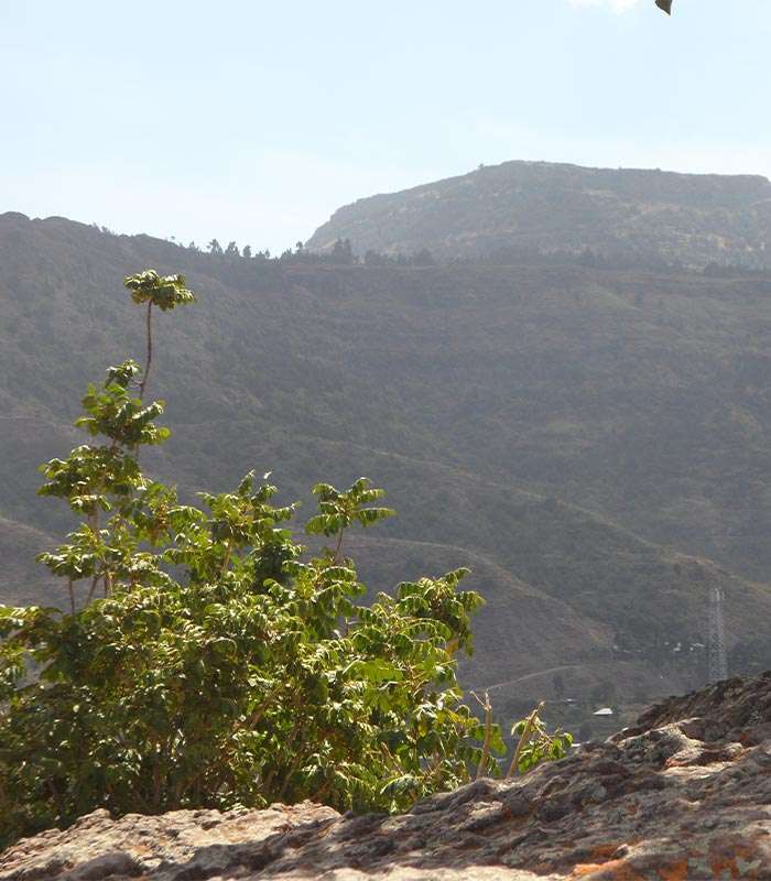 Découvrez notre café bio du Brésil, Mexique, Tanzanie 100% naturel