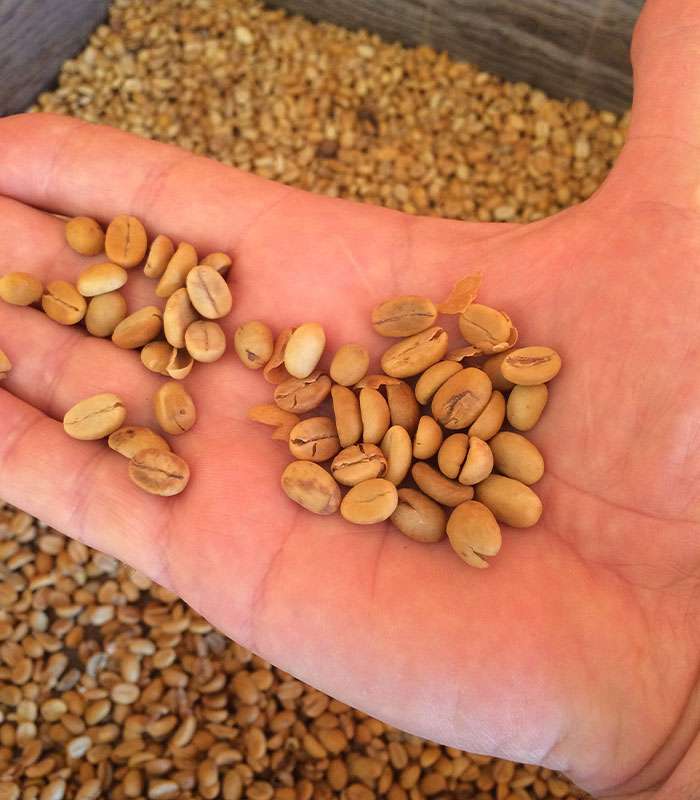 Découvrez notre café bio d'Ethiopie 100% naturel