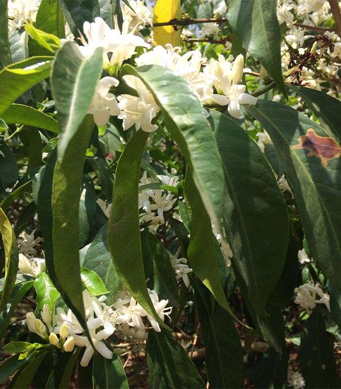 Découvrez notre café bio de Papouasie 100% naturel