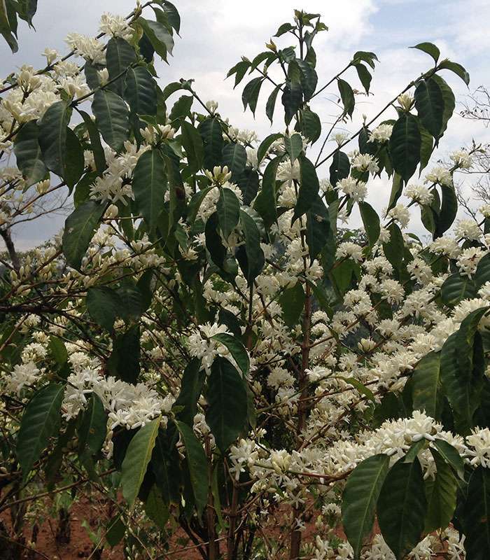 Découvrez notre café bio du Pérou 100% naturel