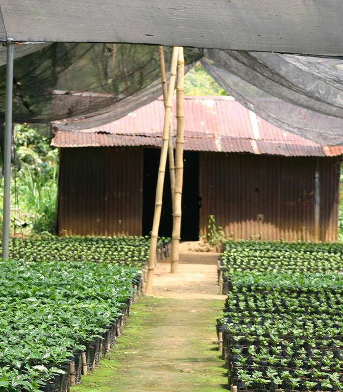 Des cafés 100% naturels