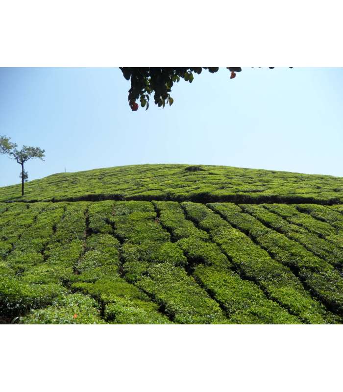 damann kusmea tea